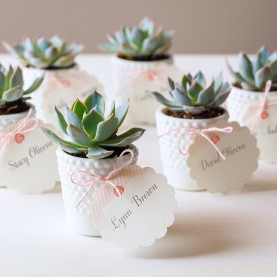 Succulent wedding favor example. This image shows small individual succulents in small planters that are personalized with Avery 80511 round scalloped tags. 