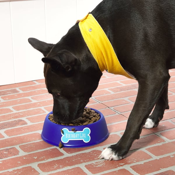 black dog bandana eating from dog bowl