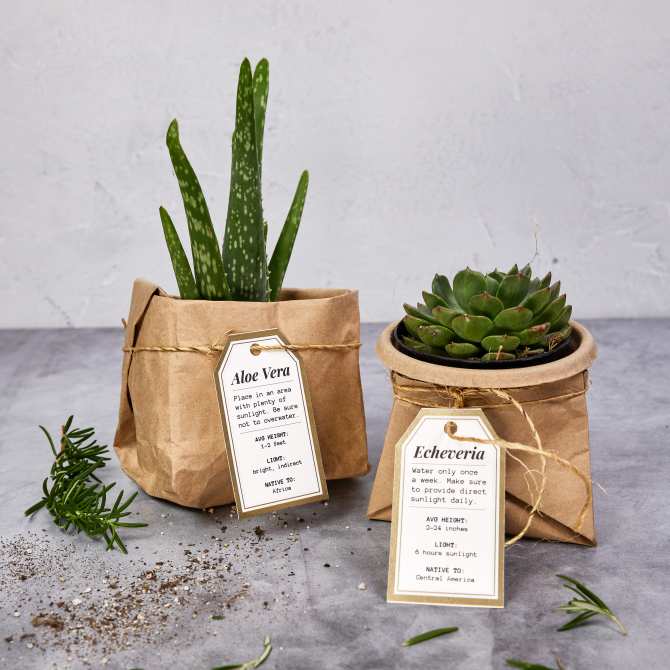 Image of two potted plants wrapped in kraft paper with care instruction tags, one labeled "Aloe Vera" and the other "Echeveria." The setup highlights a DIY farmers market packaging idea using custom Avery tags.